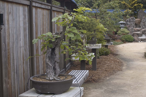 Bonsai Daimyo Oak April 2005 from flickr.com/photos/tofu_1/281103287