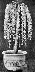 A Dwarf Tree of Prunus Mume, Japan, 1890