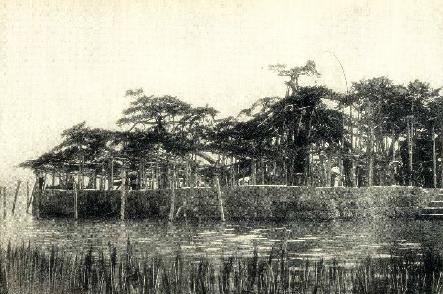 The Pine Tree at Karasaki