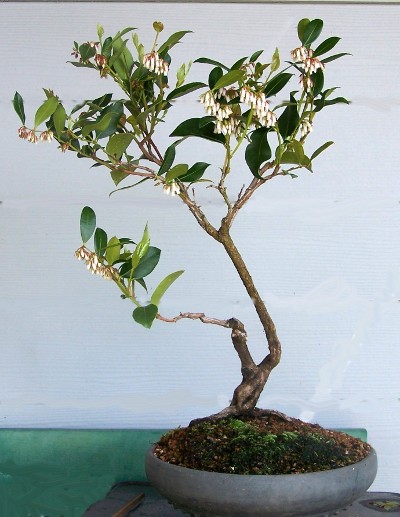 Jim Lewis' fetterbush bonsai