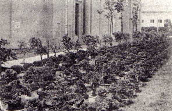 Pigmy Trees in London 1910