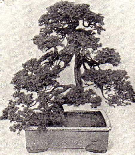 Thuja in London 1910