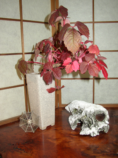 Poison Ivy bonsai, Art of Bonsai project Halloween 2007