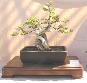 Max Miller's creosote bonsai Feb. 2002