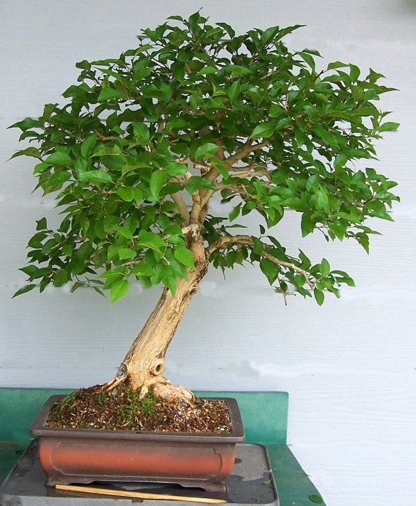 Osage orange per Jim Lewis