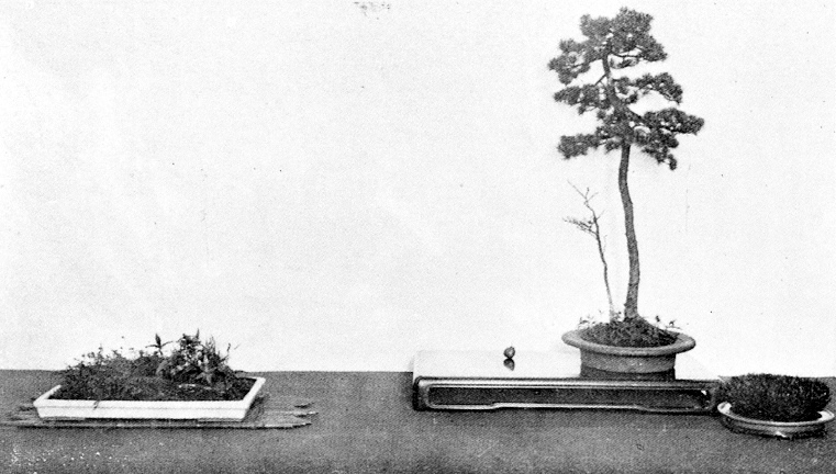 Toshiji Yoshimura display May 1924, International Bonsai, IBA, 1989/No. 3, pg. 15