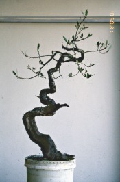 Ed Trout Buttonood Bonsai Before Logo 1989