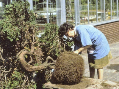 Connie Derderian 1970, from the Archives of the Arnold Arboretum