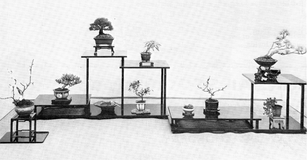 Mame Bonsai Exhibited Feb. 1971, Bonsai, BCI, April 1971, pg. 3