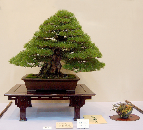 Prize winning pine at the 84th Kokufu ten, 2010