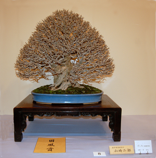 Prize winning pomegranate at the 84th Kokufu ten, 2010