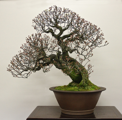 Prize winning flowering apricot at the 85th Kokufu ten, 2011