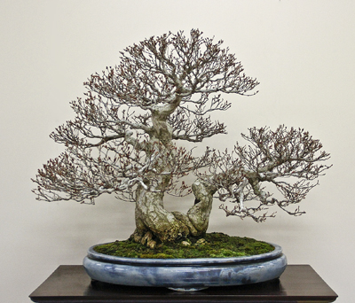 Prize winning Korean hornbeam at the 85th Kokufu ten, 2011