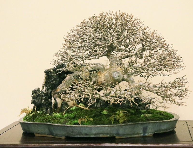 Trident maple award winner at the 87th Kokufu ten, 2013, photo by Wm. N. Valavanis