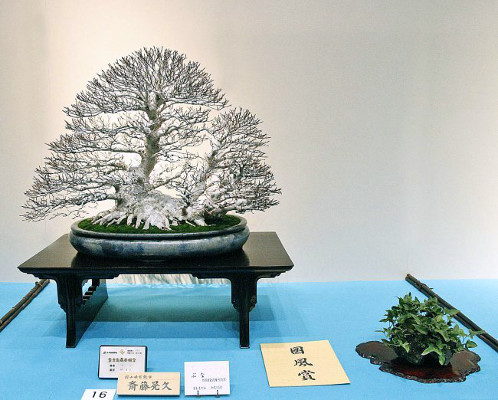 Japanese beech award winner at the 88th Kokufu ten, 2014, photo by Wm. N. Valavanis