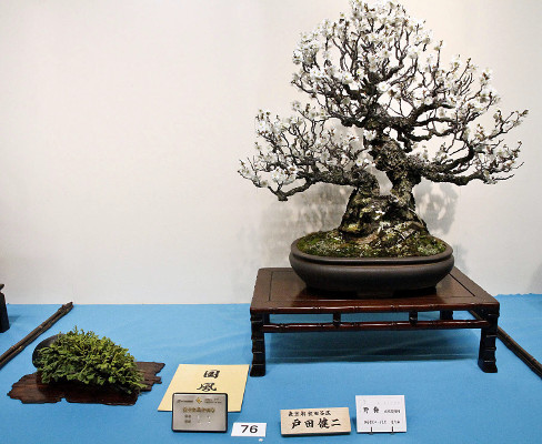 Japanese flowering apricot award winner at the 88th Kokufu ten, 2014, photo by Wm. N. Valavanis