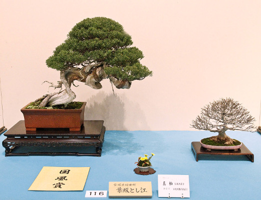 Sargent juniper award winner at the 88th Kokufu ten, 2014, Part 2, photo by Wm. N. Valavanis