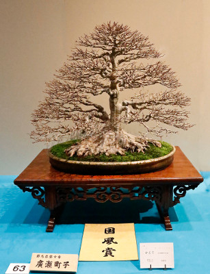 Trident maple award winner at the 89th Kokufu ten, 2015, photo by Wm. N. Valavanis