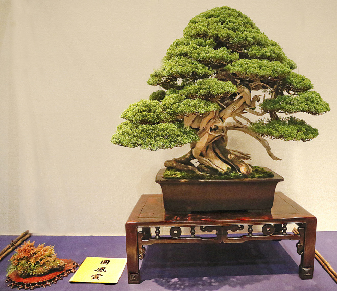 Sargent juniper award winner at the 90th Kokufu ten, 2016, photo by Wm. N. Valavanis