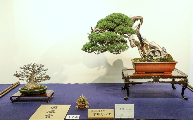 Sargent Juniper and Shishigashira Japanese Maple award winner at the 91st Kokufu ten, 2017, photo by Wm. N. Valavanis