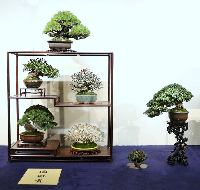 Shohin Bonsai award winner at the 92nd Kokufu ten, 2018, photo by Wm. N. Valavanis