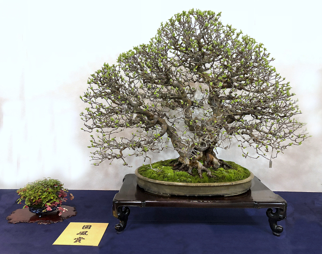 Chinese quince award winner at the 92nd Kokufu ten, 2018, photo by Wm. N. Valavanis