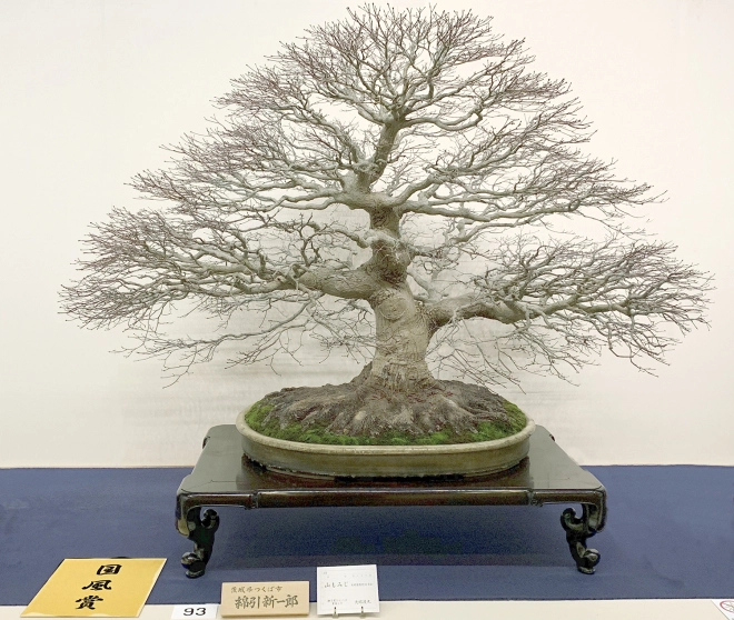 Japanese Maple award winner at the 93rd Kokufu ten, 2019, photo by Wm. N. Valavanis