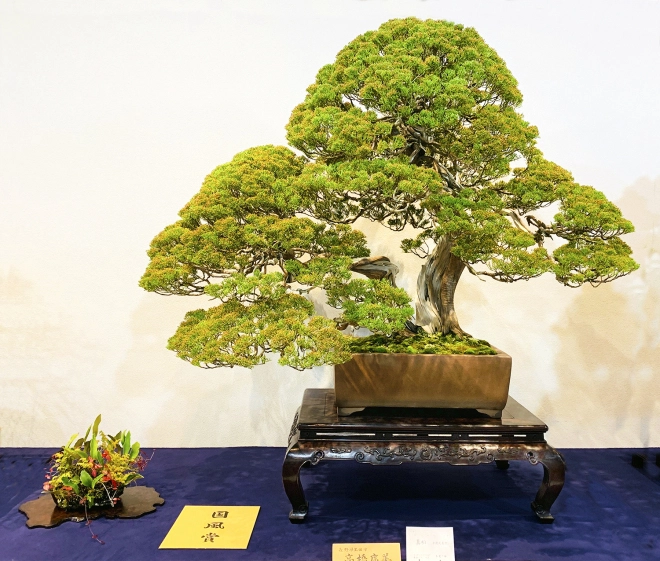 Sargent Juniper award winner at the 93rd Kokufu ten, 2019, photo by Wm. N. Valavanis