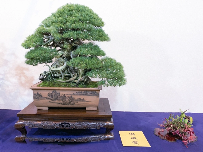 Japanese five-needle pine award winner at the 93rd Kokufu ten, 2019, photo by Wm. N. Valavanis