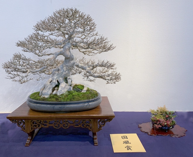 Trident maple award winner at the 93rd Kokufu ten, 2019, photo by Wm. N. Valavanis