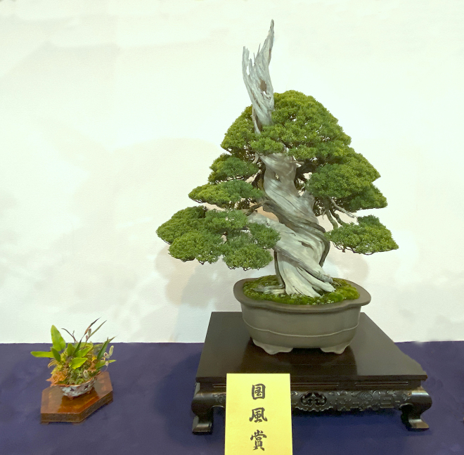 Sargent Juniper award winner at the 94th Kokufu ten, 2020, photo by Wm. N. Valavanis