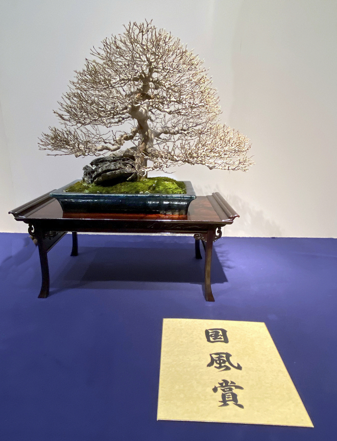 Trident Maple award winner at the 94th Kokufu ten, 2020, photo by Wm. N. Valavanis