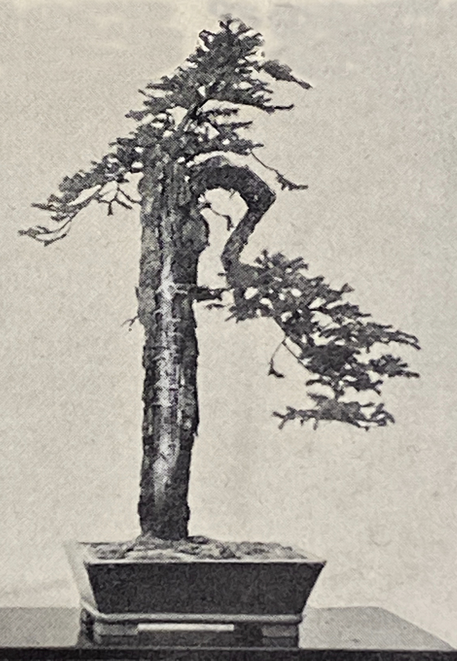 Ezo Spruce at the 1st Kokufu ten, 1934, photo courtesy Wm. N. Valavanis