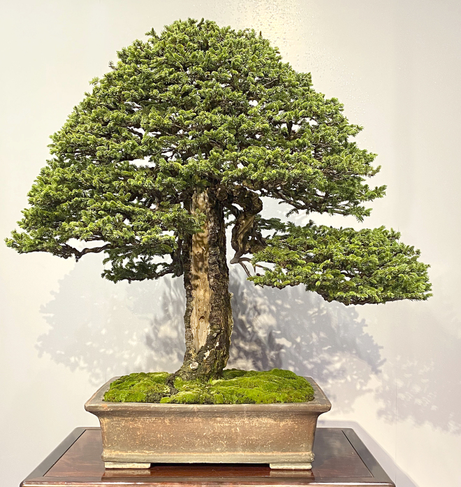 Ezo Spruce at the 94th Kokufu ten, 2020, photo by Wm. N. Valavanis