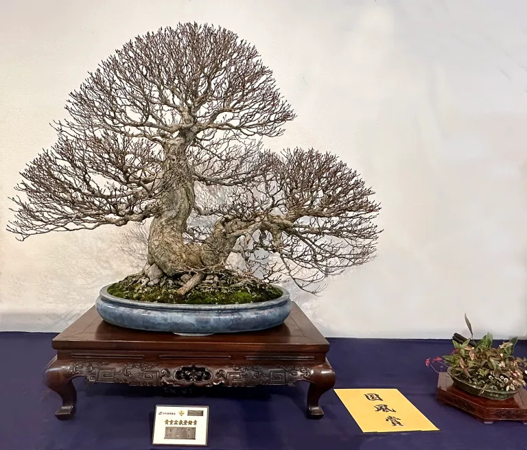 Korean hornbeam award winner at the 97th Kokufu ten, 2023, photo by Wm. N. Valavanis