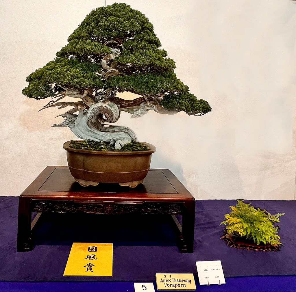 Sargent juniper award winner at the 98th Kokufu ten, 2024, photo by Wm. N. Valavanis