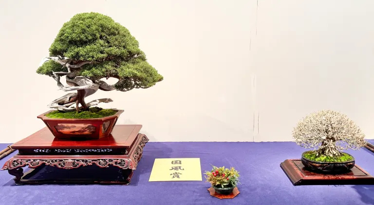 Sargent juniper award winner at the 98th Kokufu ten, 2024, photo by Wm. N. Valavanis