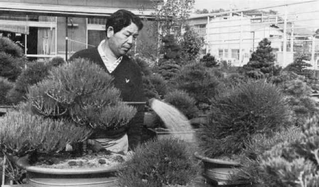 Mikio Oshima, International Bonsai, 1983/No. 1, pg. 16