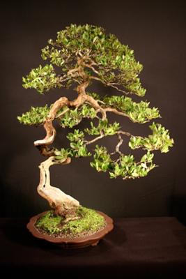 Ed Trout Buttonwood Bonsai Florida 1996