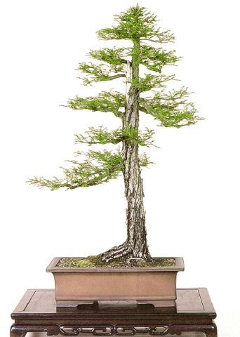 John Naka's Montezuma Cypress, International Bonsai, 1988/No. 4, pg. 26