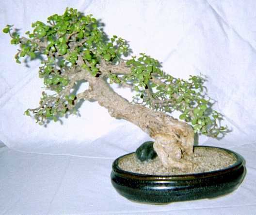 Portulacaria afra