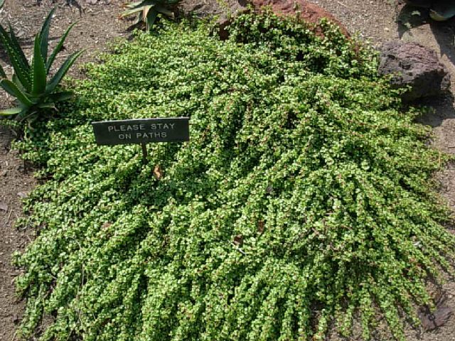 Portulacaria afra prostrate form by Allen Repashy