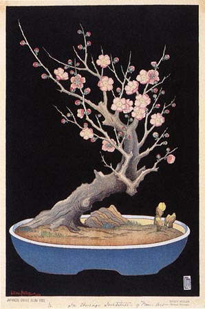 Japanese Dwarf Plum Tree