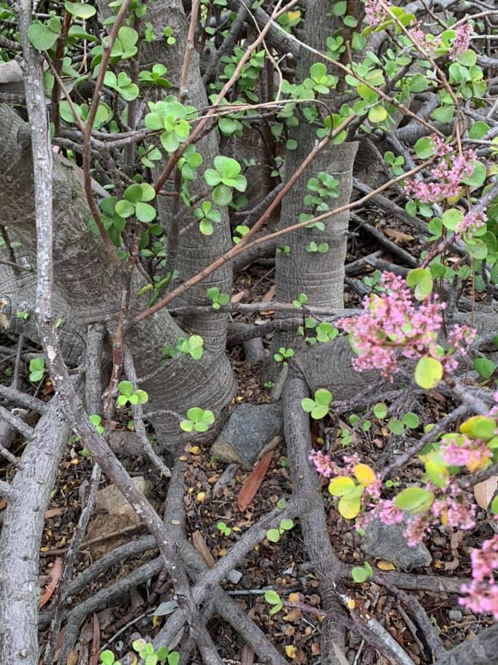 Portulacaria afra Southern California Landscape Yamadori by Troy Story