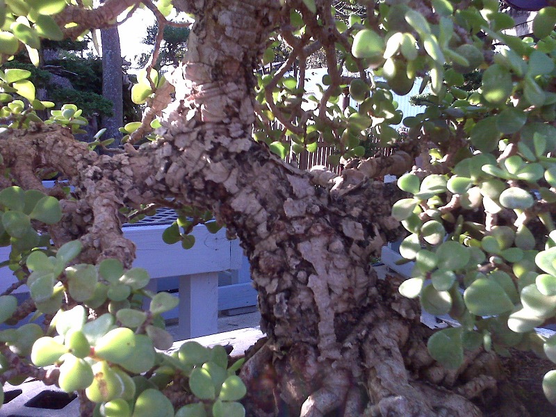 Portulacaria afra corkbark form by David Bogan