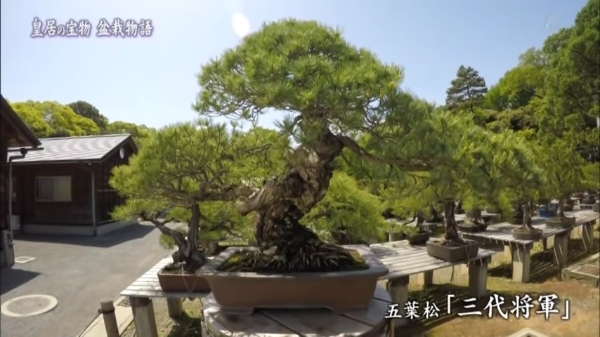 Tokugawa Iemitsu's Pine