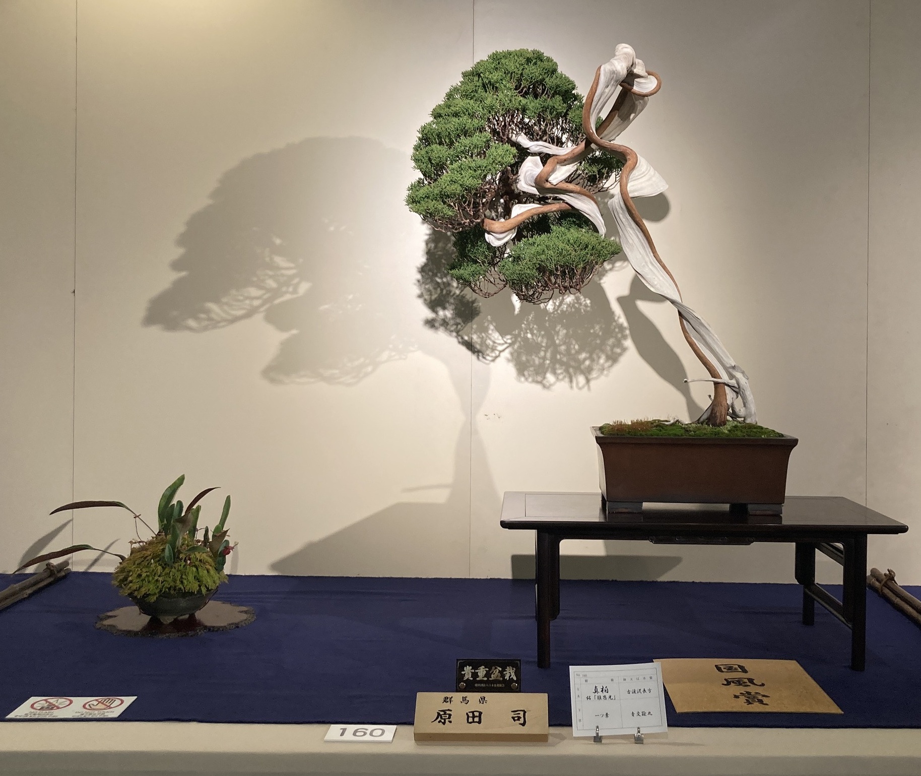 juniper award winner at the 100th Kokufu ten, 2026-2, photo by Kinbon Bonsai