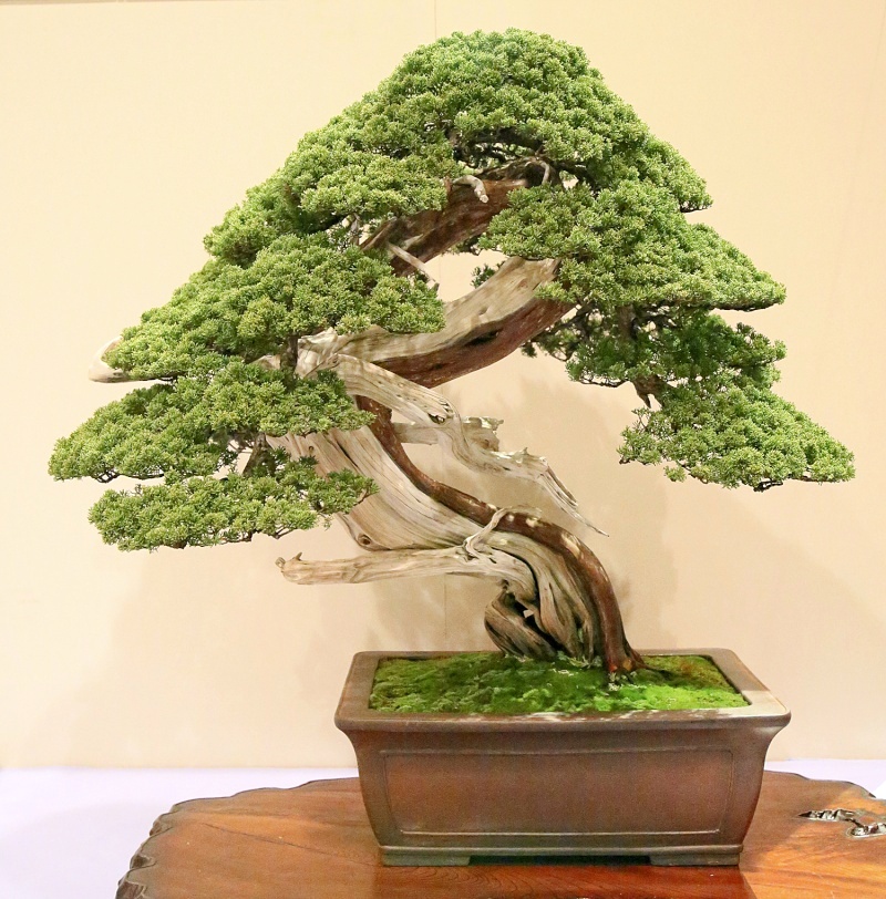 Sargent juniper award winner at the 87th Kokufu ten, 2013, photo by Wm. N. Valavanis
