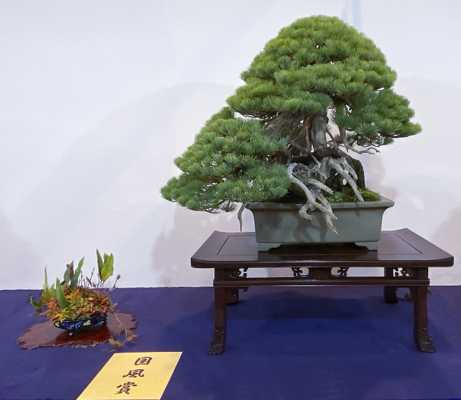 Best Bonsai Show In The World Details about   #80 Album Kokufu Ten Bonsai Tree Book Double! 