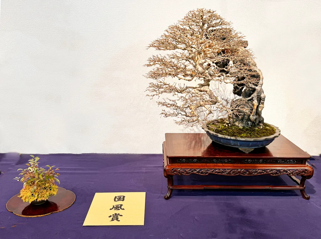 Trident maple award winner at the 98th Kokufu ten, 2024, photo by Wm. N. Valavanis